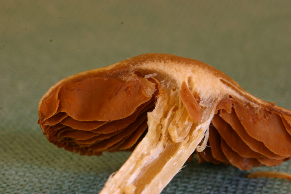 Cortinarius vernus